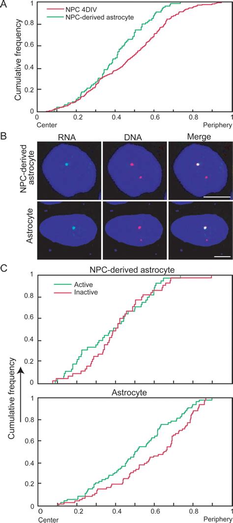 Allele Specific Nuclear Positioning Of The Monoallelically Expressed