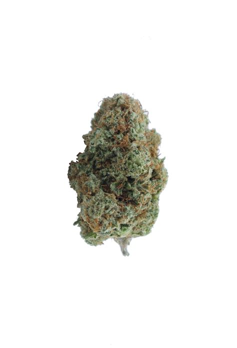 White Shark Oz Special Canada Bliss Herbals