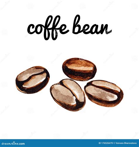 Watercolor Brown Coffee Beans Illustration Isolated On White Stock