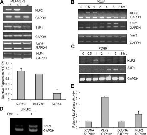 Klf2 Transcription Factor Modulates Blood Vessel Maturation Through