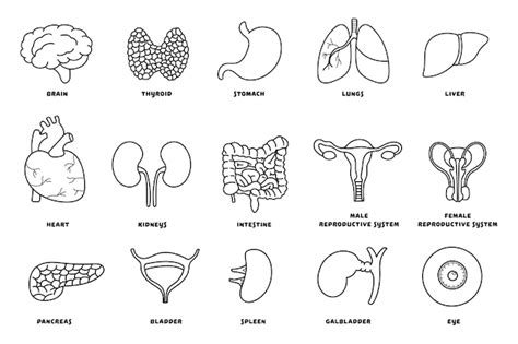 Hand Getrokken Vectorillustratie Set Van Menselijke Interne Organen