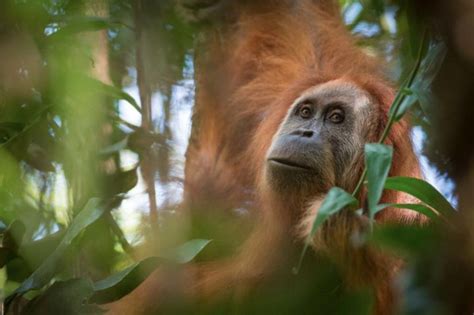sumatran orangutan  bornean orangutan