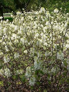 Fothergilla