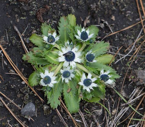 Toad S Herb Eryngium Carlinae INaturalist Canada