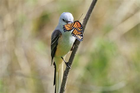 Scissor-tailed Flycatcher Eating Butterfly | Steve Creek Wildlife ...