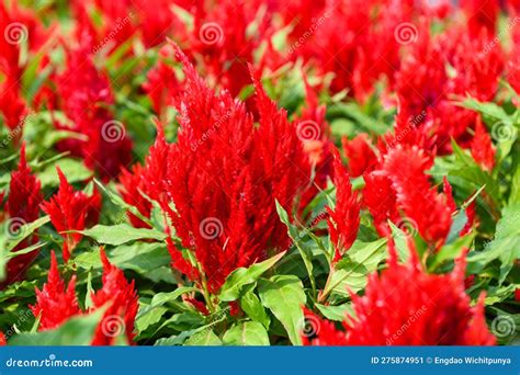 Celosia Pampas Plume Celosia Is A Plant Of The Family Amaranthaceae ...