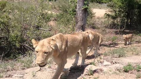 Huge Pride Of Lions In The Kruger National Park Youtube