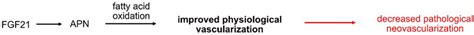 Schematic illustration of proposed pathway for FGF21’s role in ...