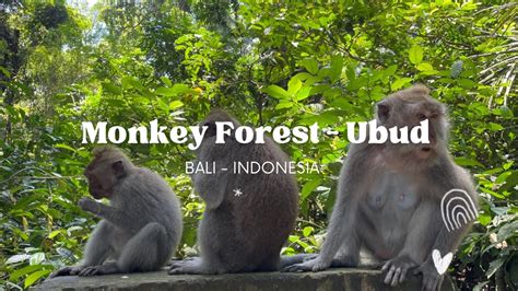 Monkey Forest Ubud Bali Indonesia Walking Tour Video K Youtube