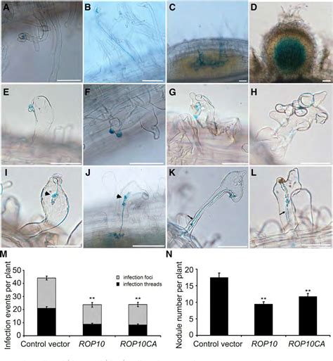 Figure From The Small Gtpase Rop Of Medicago Truncatula Is Required