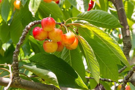 Rainier Cherries Growing Guide Everything To Know