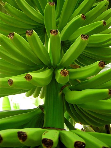 Banana Plant Free Photo Download | FreeImages