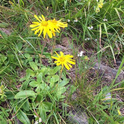 Mountain Arnica Wolfs Bane Arnica Montana Seeds