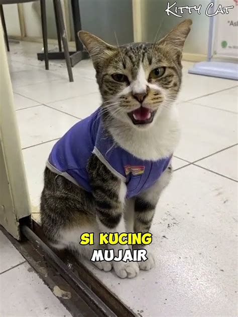 Viral Kucing Mujair Ini Diangkat Jadi Karyawan Indomaret 🐱