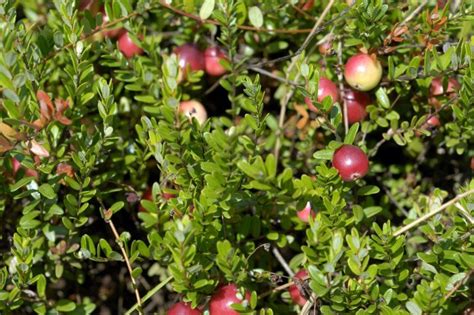 Stevens Cranberry Food Gardening Network