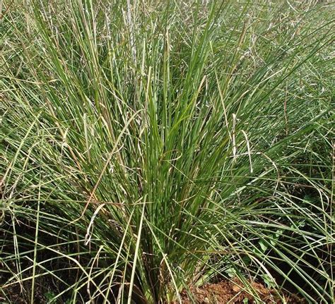 Punitha Yatra: The Sacred Grass called Darbhai or Kusha Grass