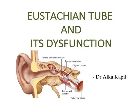 Eustachian Tube Ppt