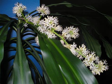 Corn Tree Plant Flower Leonia Shumate