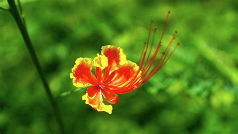 A close-up of Gulmohar flower Photograph by Mihir Ranjan - Pixels