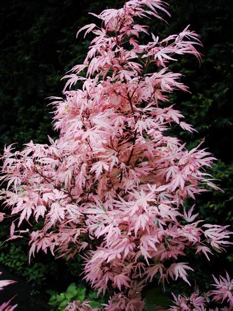 Klon Palmowy Pink Dwarf Acer Palmatum Pink Dwarf