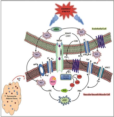 Possible Interactions Between Endothelial Cells ECs Vascular Smooth