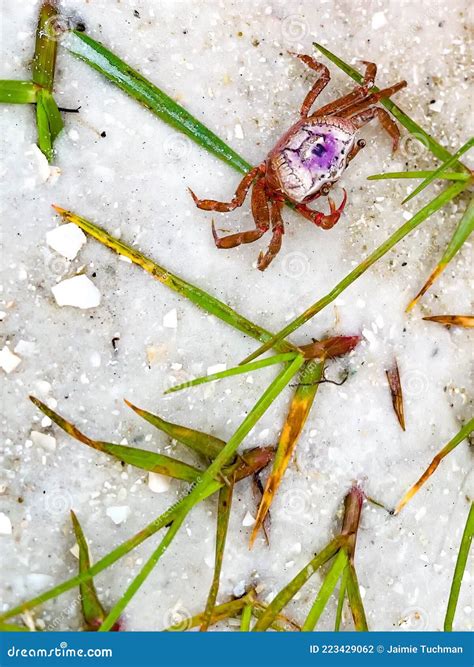 Sand Fiddler Crab Aka Uca Pugilato Stock Photo Image Of Island