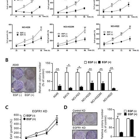 EGF Suppresses The Akt Pathway In Growth Arrested A549 Cells A And B