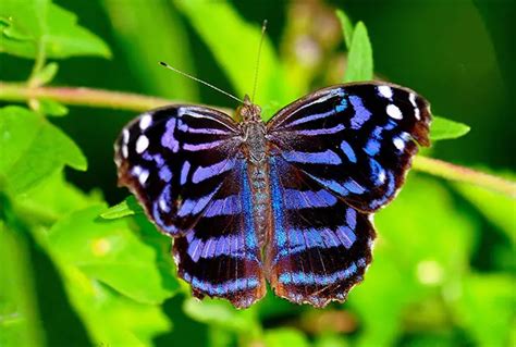 40 Different types of beautiful Blue Butterfly species - EnviEarth