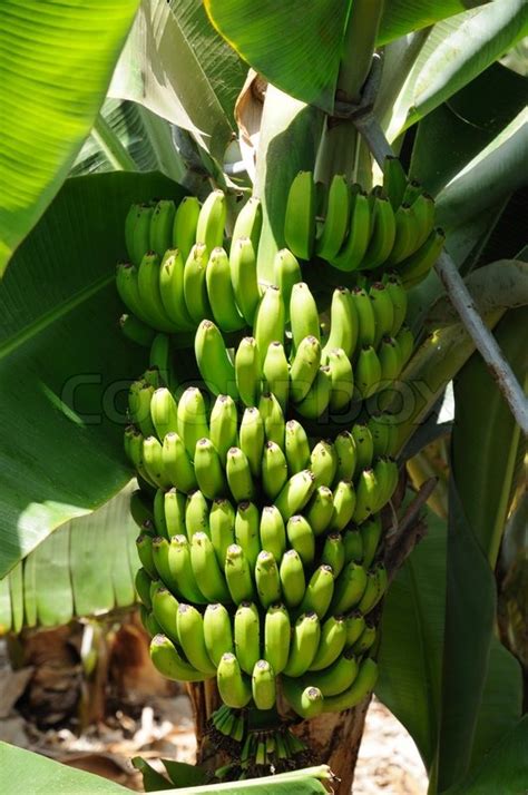 Canary Islands Bananas Stock Photo Colourbox