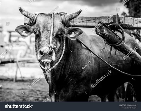 Ox Black White Portrait Stock Photo 2065963268 Shutterstock