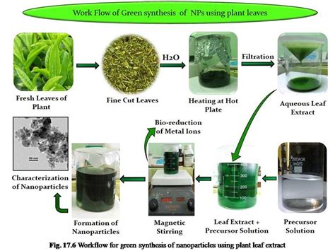 6 Workflow for green synthesis of nanoparticles using plant leaf ...