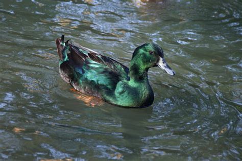 Black East Indian Ducks | Duck Breeds