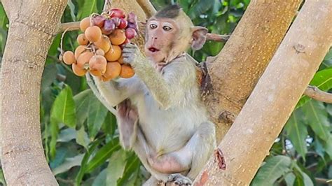 Baby Monkey Jojo Eating Delicious Fruit Then Play Around A Bit And Come