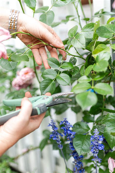 How to Deadhead Climbing Roses for More Blooms - The Rooted Farmhouse