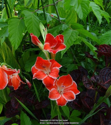 Gladiolus: Plant Care and Collection of Varieties - Garden.org