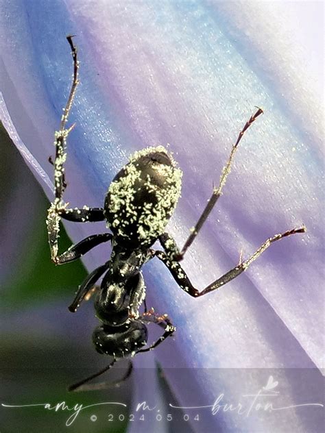 Carpenter Ants Typical Sugar Ants And Allies From Thornhill Education