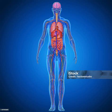 Human Anatomy Stock Photo Download Image Now The Human Body Order