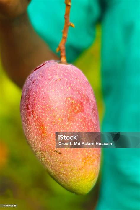 close   mango fruit   mango tree selective focus  blur