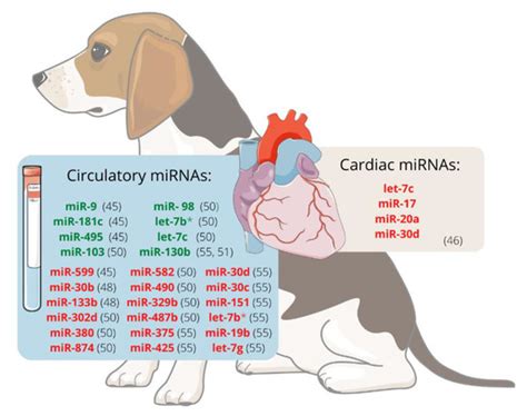 Veterinary Sciences Special Issue Advances In Small Animal