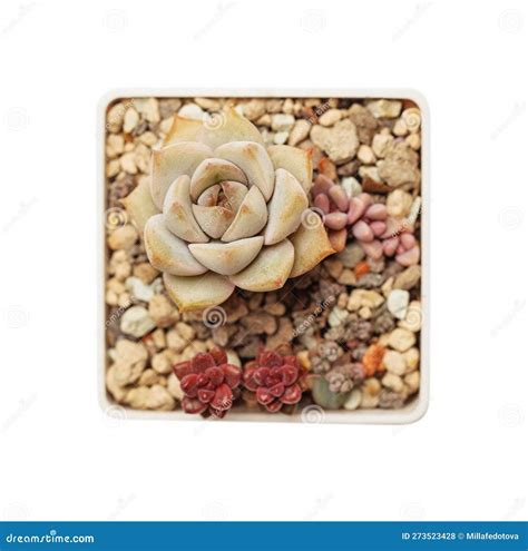 Succulent Propagation Small Succulent Echeveria Graptoveria And Sedum