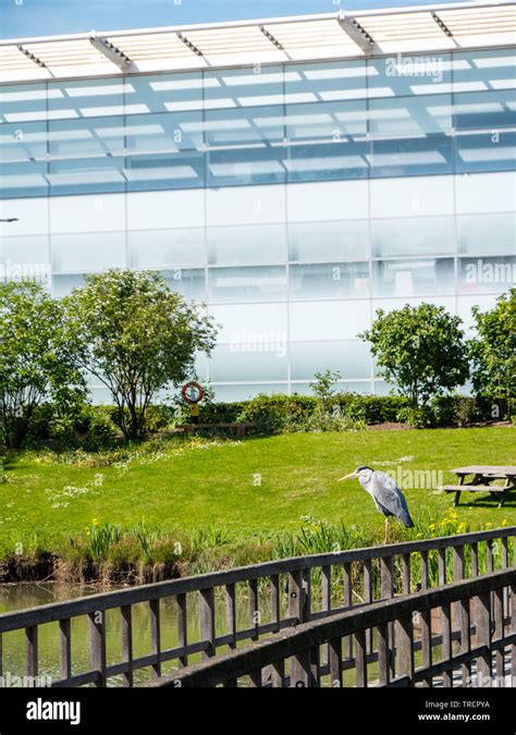 Heron Sitting On Bridge Lake And Office Buildings Stockley Park