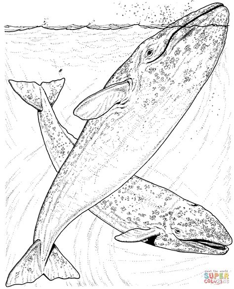 Grey Whales Coloring Pages 1082×1342 Whale Coloring Pages Gray