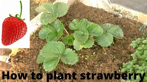 টবে স্ট্রবেরি চাষ পদ্ধতি How To Grow Strawberries At Home Or On