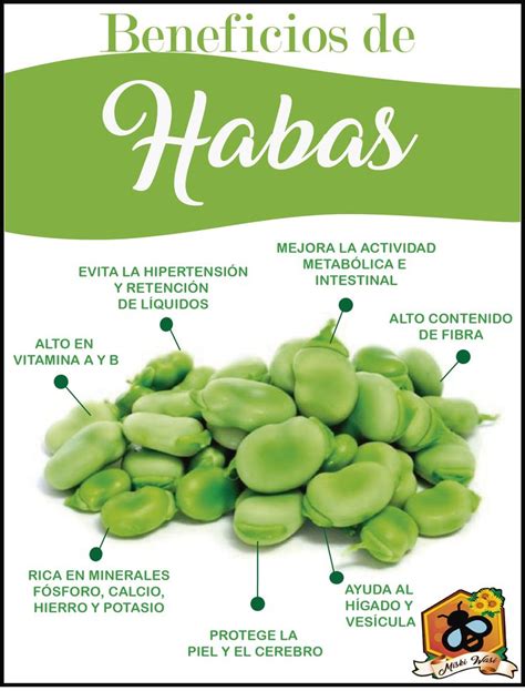 Beneficios De Las Habas Vegetables Health Benefits Food Health