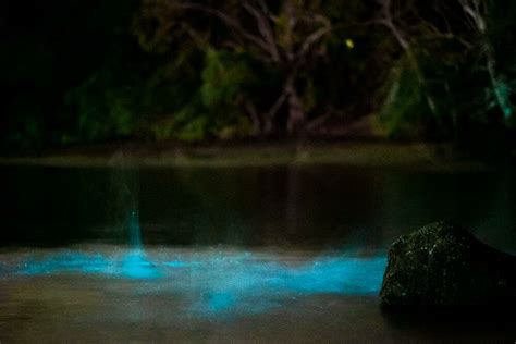 Bioluminescent Kayak Activity, Paquera | kimkim