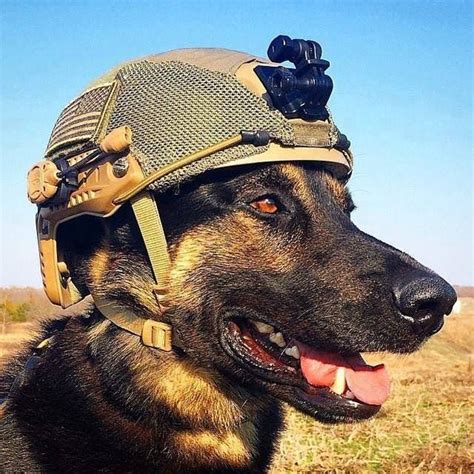 La Tendresse Militaire Military Dogs Military Working Dogs Dog