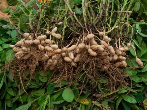 Growing And Harvesting Peanuts