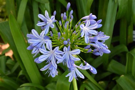 African Lily Agapanthus Africanus In San Antonio Texas TX At