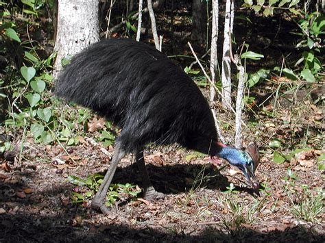 Southern Cassowary Photo Image 24 Of 25 By Ian Montgomery At Au