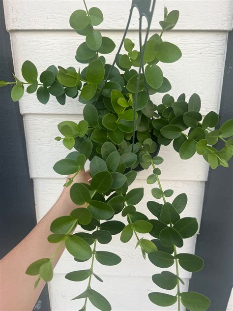Hoya Cumingiana – In Succulent Love